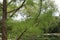 Close up of branches and pine needles on a Pond Cypress tree in the summer