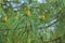 Close up branches of Pinus pseudostrobus, known as the smooth-bark Mexican pine