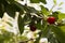 close-up: branches with red-ripe cherry with two brown marmorated stink bugs on one of the fruits