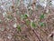 Close up of branches thorny foliage winter cold