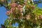 close-up: branches of tree of heaven with colorful samaras