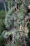 Close Up of the Branches of a Weeping Blue Atlas Cedar Tree