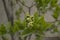 close-up: branches of white liliac green juvenile leaves with yellowish flower buds