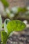 Close up of brassica seedling