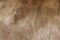 Close-up braun short beauty shiny cow skin texture