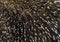 Close-up of Brazilian Porcupine quills