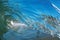 Close-up of a breaking Ocean Wave on the Beach