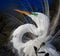 Close up of breeding colors of white egret