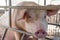 Close-up of breeding pigs in a cage on the farm, Selective focus soft focus