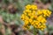 Close up of Brewer`s Aster Eucephalus breweri wildflower, Yosemite National Park, Sierra Nevada mountains, California