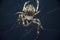 Close-up of a bridge-spider (Larinioides sclopetarius) sitting in its intricate web