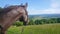 CLOSE UP: Bridled chestnut stallion gazes at lush green Slovenian countryside.