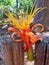 Close up of Bright baobab flower. Orange flower of baoba. Flowers and exotic vegetation