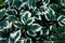 Close-up of bright beautiful euonymus leaves. Background and splash concept
