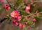 Close up bright beautiful first pink blooming flowers