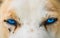 Close up of bright blue eyes of an Alaskan Husky sled dog