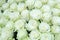 Close-up of bright bunch of freshly cut big white roses