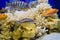 Close-up of bright and colorful pseudo sea aquarium with dead hard corals, white sand and lake Malawi cichlid fish