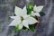 Close-up of bright flower of white with green poinsettia known as the Christmas or Bethlehem star with variegated leaves. Variety