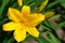 A close up of bright golden yellow Amur daylily (Hemerocallis middendorffii)