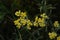 A close up of bright golden-yellow flowers of Helichrysum arenarium (dwarf everlast, immortelle), top view, dark green