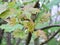 Close up of bright green budding new sycamore leaves bursting from a branch in a springtime forest setting