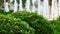 Close-up of Bright Green Bushes with Few Small Water Fountains on Background