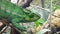 Close up of a bright green chameleon