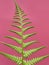 Close-up of bright green fern leaf isolated against pink background