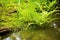 close up of bright green fern in a wetland