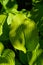 Close-up of bright green hosta