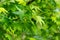 Close-up bright green leaves and spiky black balls seeds of Liquidambar styraciflua, American sweetgum Amber tree
