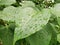 Close-up of bright green leaves with water drops after rain. Concept of living nature. Flora, greenery