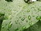 Close-up of bright green leaves with water drops after rain. Concept of living nature. Flora, greenery