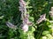 Close-up of bright green peppermint plant (Mentha x piperita) leaves growing and flowering with purple flowers