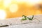 Close-up bright green predatory praying mantis standing on gray deck looking over shoulder at camera yellow orange background