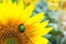 Close-up bright green rose chafer beetle gathering pollen from sunflower plant field. Vibrant colorful summer background