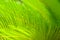 Close up of bright green tropical palm tree leaves