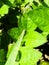 Close up of bright green weeds