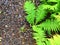 Close Up Bright Green, Wet, Curved Fern Leaves with Dark Grey Stone