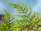 A close up of bright green wild fern leafs illuminated by sunlight glowing though the foliage against a blue cloudy sky