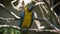 Close up of bright indian parrot with yellow body and blue wings sitting on the perch. Large long-tailed macaw with