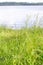 Close-up of bright, luscious green grass on river Daugava bank.