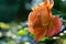 Close-up bright orange beautiful rose Westerland with green leaves background against sunlight.  Lyric motif for design