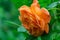 Close-up bright orange beautiful rose Westerland after rain with green leaves background.  Lyric motif for design