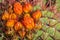 Close up of bright orange flowers on top of large barrel cactus