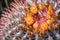 Close up of bright orange flowers on top of large barrel cactus Ferocactus cylindraceus