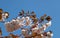 Close up of bright pale pink sherry blossom in spring against a bright blue sky