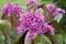 Close up bright pink BERGENIA `Morgenrote` flowers in garden border burred leaves and flowers in background.