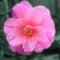 A close up of a bright pink camellias in a garden.